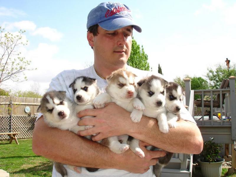 Siberian Husky puppies For New homes (804)250-1462 Image eClassifieds4u