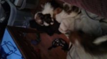 6 shihtzus