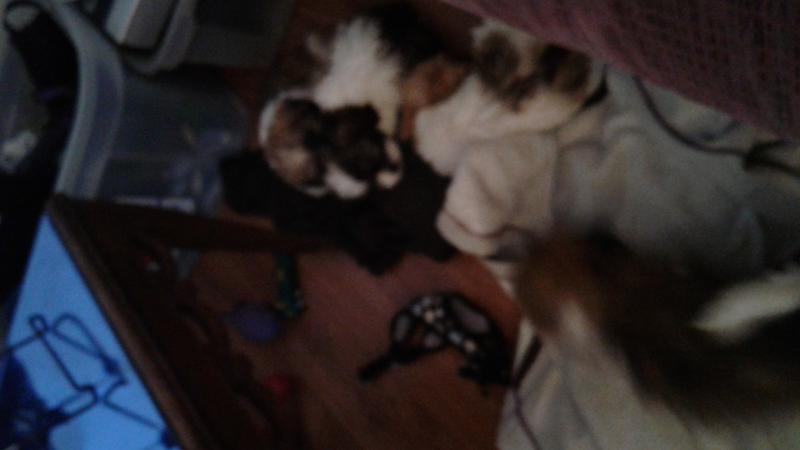 6 shihtzus Image eClassifieds4u