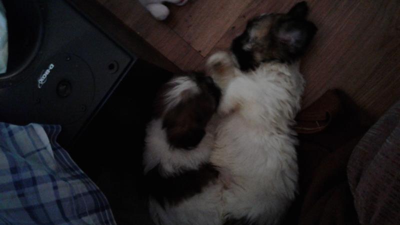 6 shihtzus Image eClassifieds4u