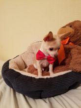 Offering : bvcvbv Gift chihuahua puppies for sale...** Txt # (443) x 372 x 8254