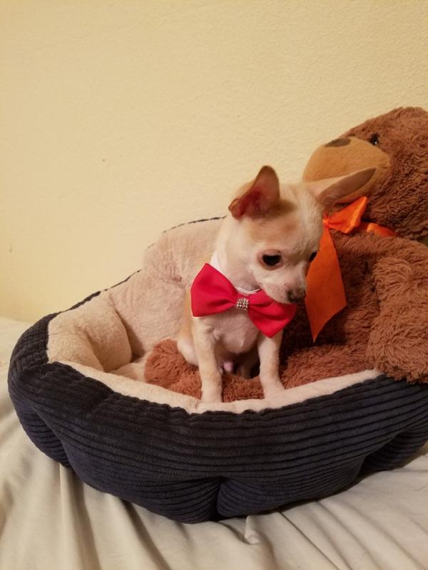 Offering : bvcvbv Gift chihuahua puppies for sale...** Txt # (443) x 372 x 8254 Image eClassifieds4u