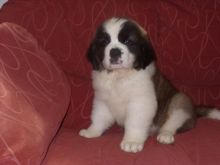 St Bernard Pups For New Families Image eClassifieds4u 2