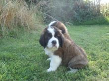 St Bernard Pups For New Families Image eClassifieds4u 4