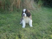 St Bernard Pups For New Families Image eClassifieds4u 3