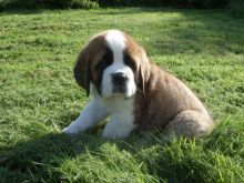 St Bernard Pups For New Families Image eClassifieds4u 1