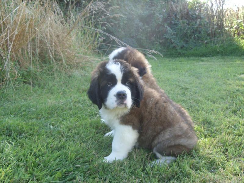St Bernard Pups For New Families Image eClassifieds4u