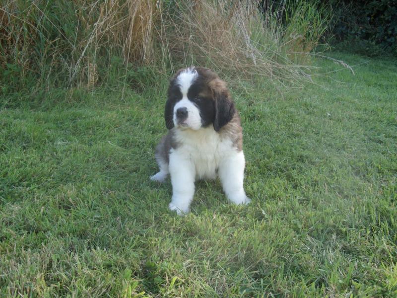 St Bernard Pups For New Families Image eClassifieds4u