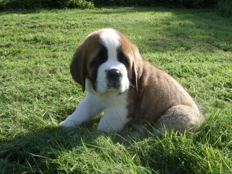 St Bernard Pups For New Families Image eClassifieds4u