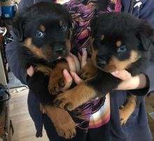 German Rottweilers Puppies ready