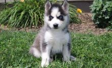 Akc Registered Siberian Husky Puppy