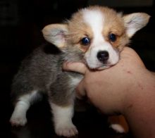 Pembroke Welsh Corgi Puppies