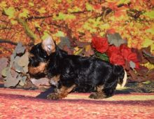 Healthy C.K.C Male★Female Teacup Yorkies Puppies For Adoption Image eClassifieds4U