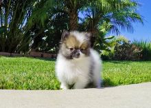 Baton Rouge*2 adorable Pomeranian puppies sms (701) 347-1264