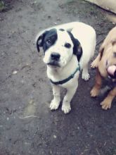for sale. cute friendly puppies