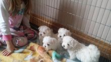 Male And Female Maltese Puppies text at (469) 723-9445