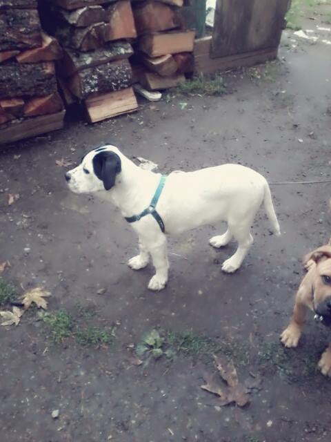 for sale. cute friendly puppies Image eClassifieds4u