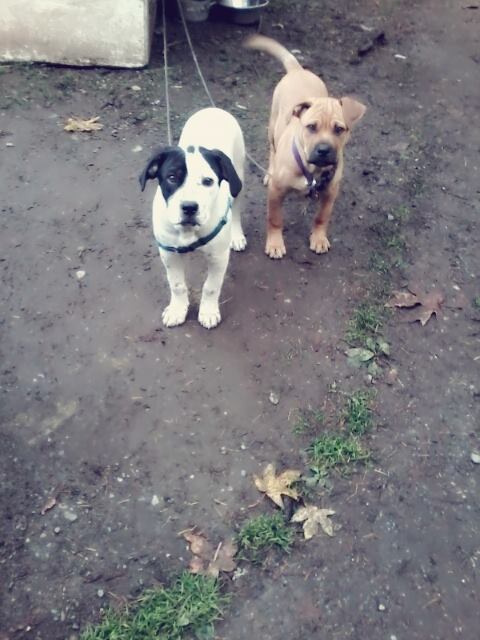 for sale. cute friendly puppies Image eClassifieds4u