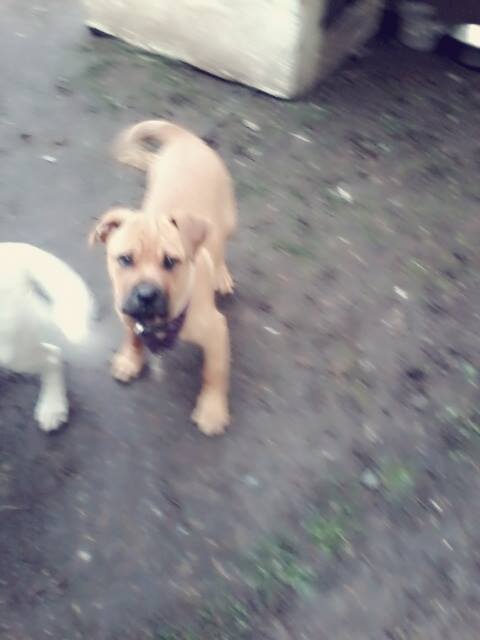 for sale. cute friendly puppies Image eClassifieds4u