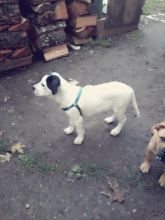 for sale. cute friendly puppies Image eClassifieds4u 2