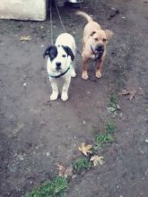 for sale. cute friendly puppies Image eClassifieds4u 3