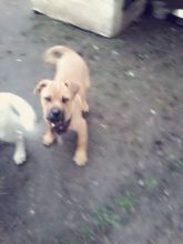 for sale. cute friendly puppies Image eClassifieds4u 4