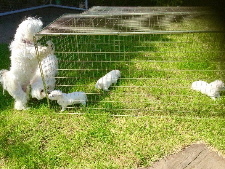 Male And Female Maltese Puppies text at (469) 723-9445 Image eClassifieds4u