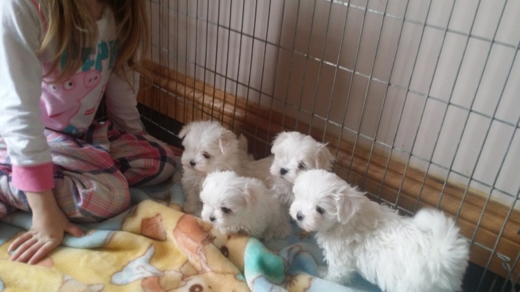 Male And Female Maltese Puppies text at (469) 723-9445 Image eClassifieds4u