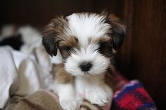 Home raised Teacup Maltese Puppies Available Text / Call 708) 356-7515 Image eClassifieds4u
