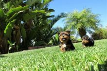 Yorkie puppies ready for adoption call/text (701) 347-1264