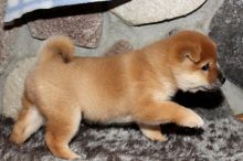 4 active shiba inu ★ ★ ★C.K.C Male★FemaleShiba Inu Puppies For Adoption★★★