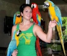 Male Blue and Gold Macaws parrots and Cage