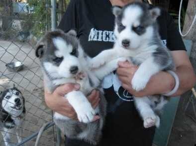 🏁🏡 PEDIGREE C.K.C Male/Female Siberian Husky Puppies🏁🏡 Image eClassifieds4u