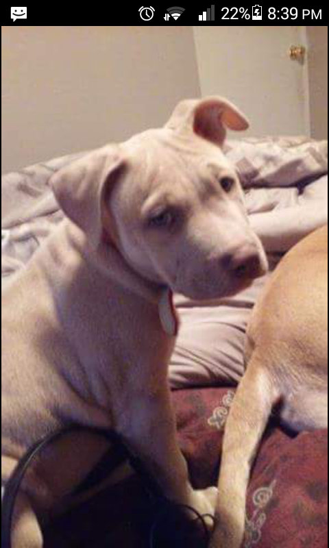 Pitbull puppy Image eClassifieds4u