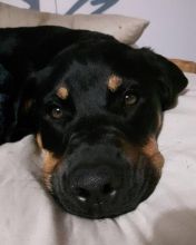 Rottweiler/English Mastiff Puppy