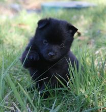 Registered schipperke male puppy
