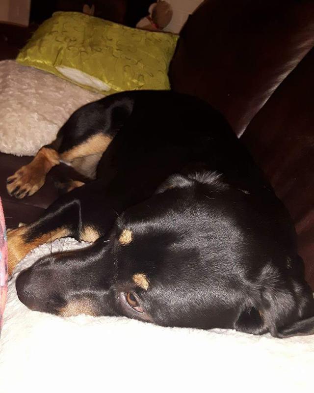 Rottweiler/English Mastiff Puppy Image eClassifieds4u