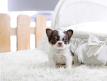 Amazing t cup Chihuahua puppies