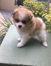 Angelic Pomeranian Puppies Now Ready For Adoption