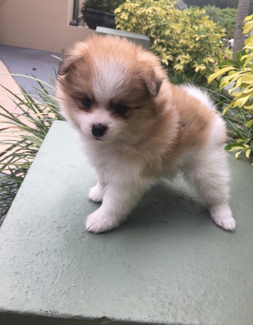 Angelic Pomeranian Puppies Now Ready For Adoption Image eClassifieds4u