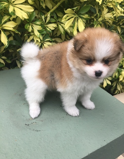 Angelic Pomeranian Puppies Now Ready For Adoption Image eClassifieds4u