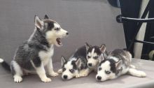 Amazing C.K.C Registered Siberian Husky Puppies For Adoption