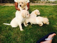 breath taking Labrador retriever puppies