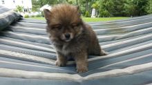 Male and Female Registered Pomsky puppies for rehoming
