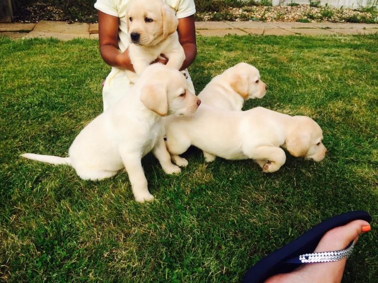 breath taking Labrador retriever puppies Image eClassifieds4u