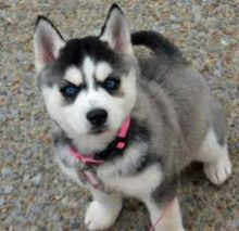 Amazing C.K.C Registered Siberian Husky Puppies For Adoption Image eClassifieds4U