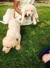 breath taking Labrador retriever puppies Image eClassifieds4u 2