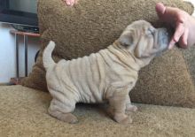 Shar-Pei Puppies Available Image eClassifieds4U