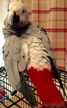 Talktive African Grey Parrot 8 Months Old For }}}}xzbluebabies