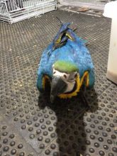 Xzbluebabies-Hand Reared -Baby Blue And Gold -Macaws